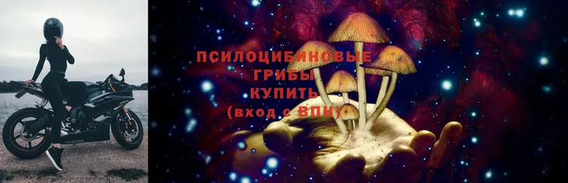 Псилоцибиновые грибы Cubensis  Выкса 